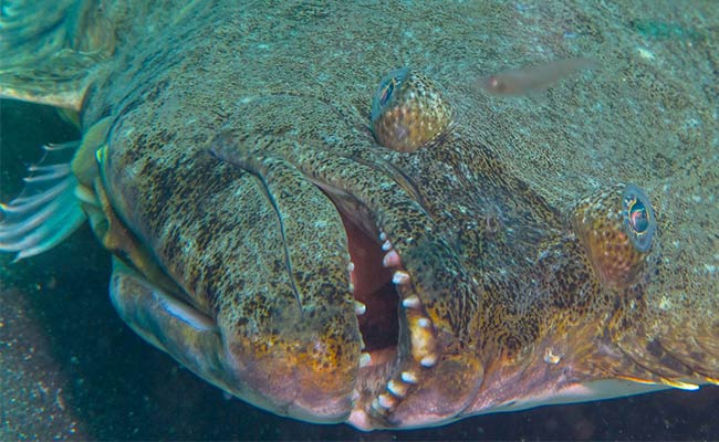 up close photo of a fish on its side