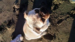 Photo of a dog looking up at the camera while sitting on the beach