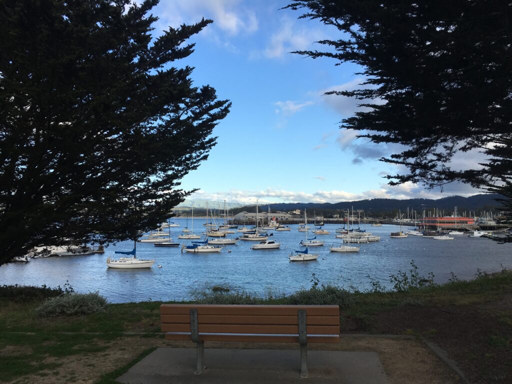 Photo of a bench that is within the trees and looks out on to the harbor full of boats