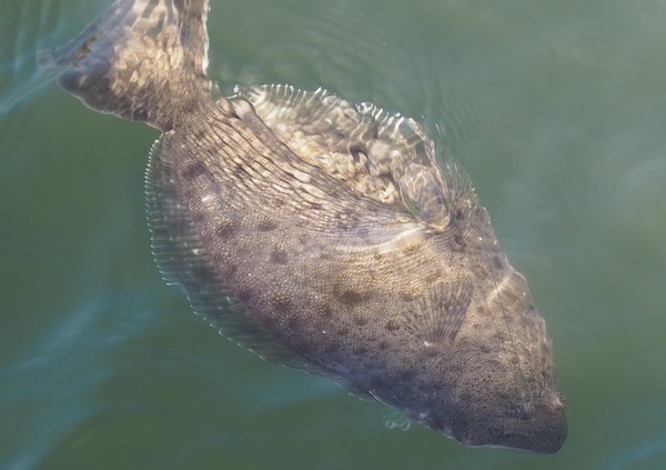 Photo of a Halibut up near to surface