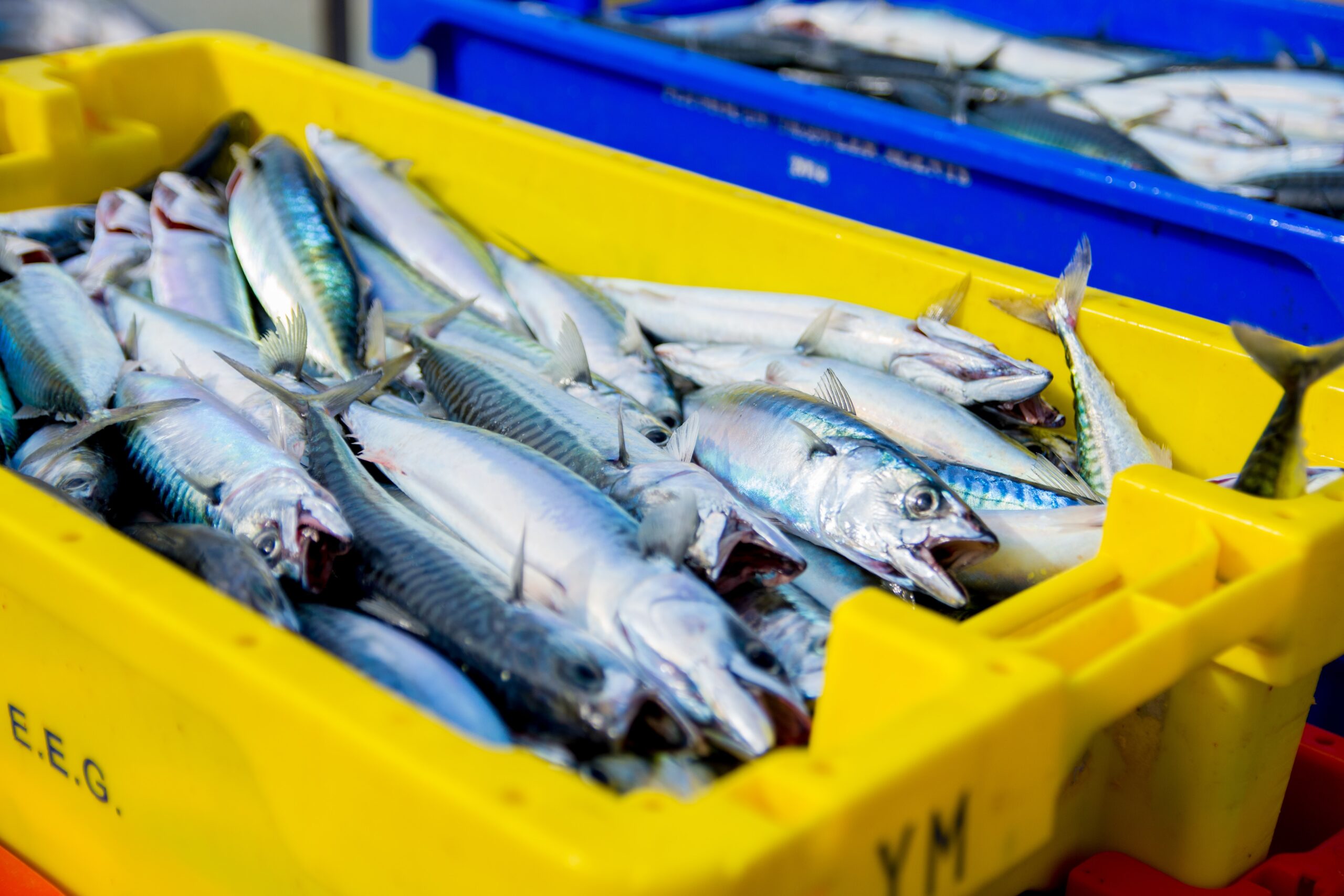 Photo of small silver fish stacked in a yellow bucket