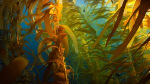 Kelp farm photographed underwater