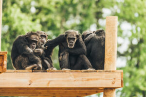 Chimp Heaven, one of the primate sanctuaries under NAPSA; Gage, Lexus, Muffin, Sophie, and a friend.
